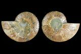 Agatized Ammonite Fossil - Madagascar #139719-1